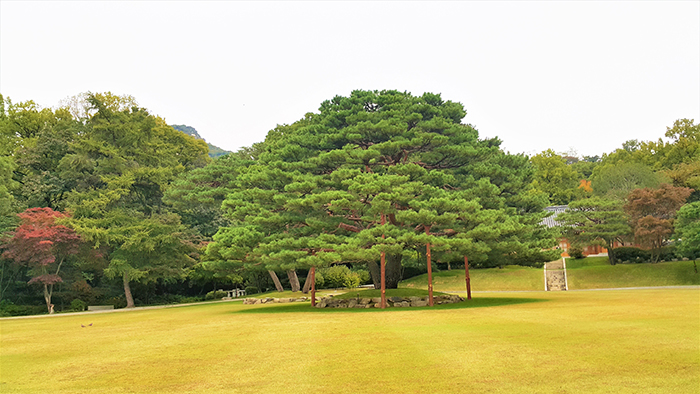  

A 160-year-old pine tree is preserved in the Nokjiwon garden at Cheong Wa Dae. 

